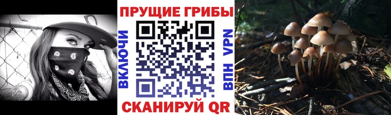 Псилоцибиновые грибы GOLDEN TEACHER  Багратионовск 